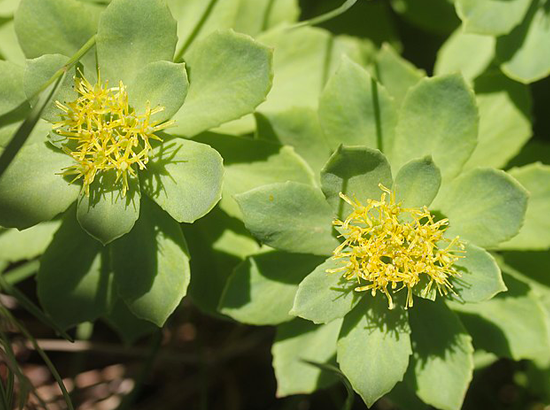rhodiola rosea ps.png 720 410 2