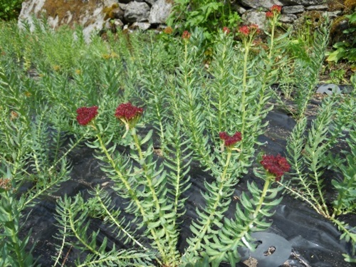 rhodiola1