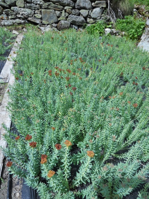rhodiola2