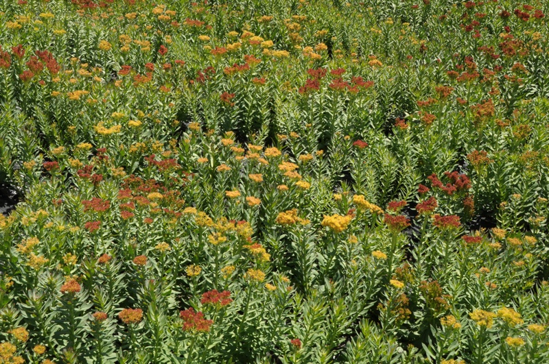 rhodiola3